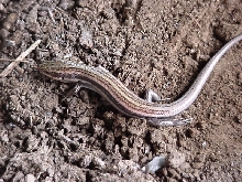 skink