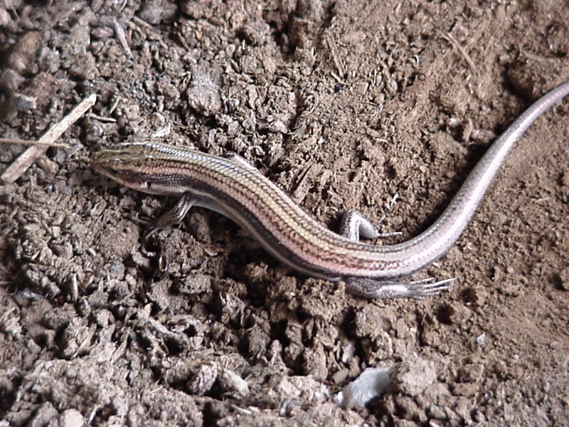 skink