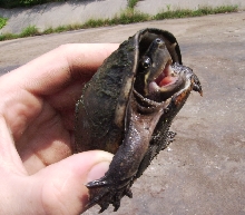 stinkpot
