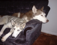 wolfy & suka