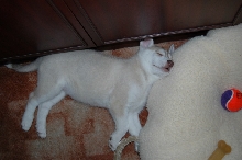 puppy  dreams   (mishka)