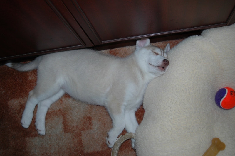 puppy  dreams   (mishka)