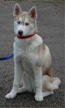 mishka at 6 months