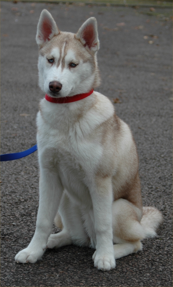 mishka at 6 months