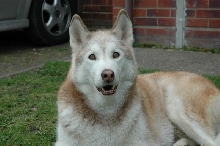 my wolfy at 13 yrs old