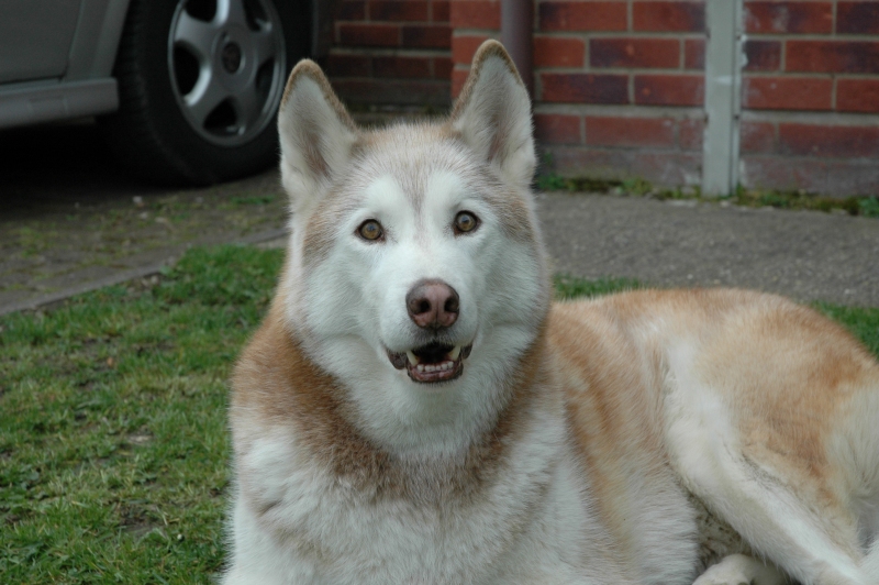 my wolfy at 13 yrs old