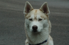 mishka