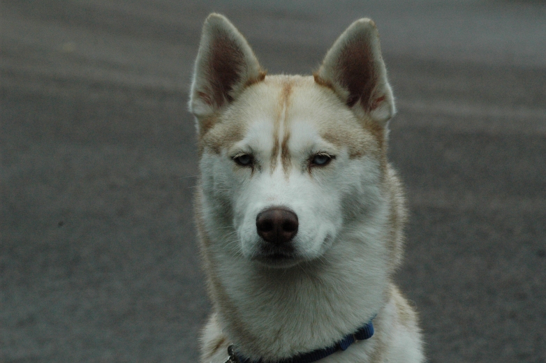 mishka