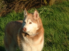 wolfy
