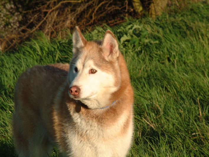 wolfy