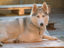 suka