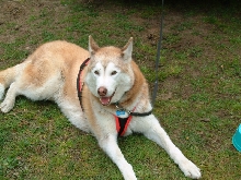 wolfy cooling off