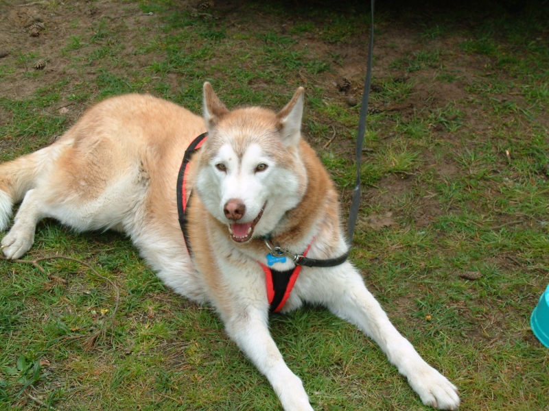 wolfy cooling off