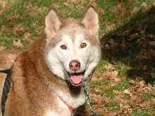 wolfy