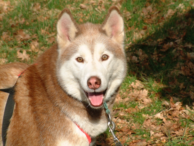 wolfy
