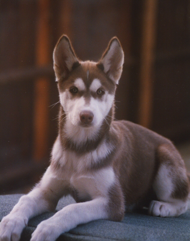 baby wolfy