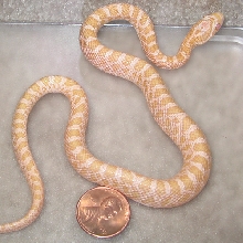Baby Amelanistic Emory's Rat Snake
