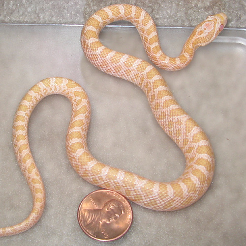 Baby Amelanistic Emory's Rat Snake