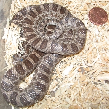 Female Emory's Rat Snake #1
