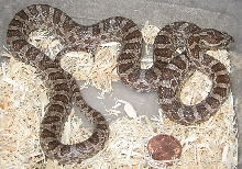 Female Emory's Rat Snake #2