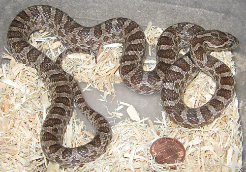 Female Emory's Rat Snake #2