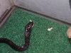 SNAKEEATERONE