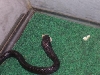 SNAKEEATERTWO