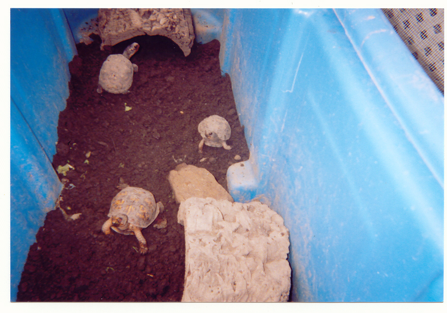 BOX TURTLES