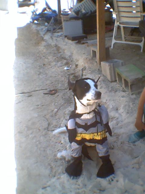 Batgirl!