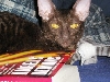 Jynx my little Demon