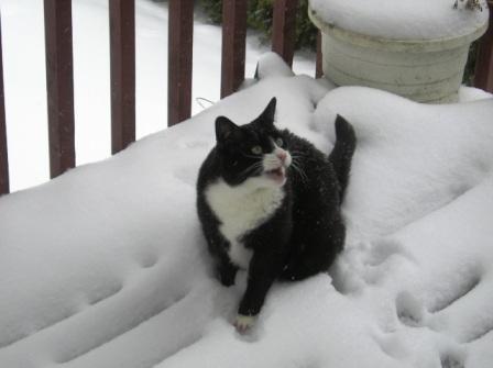 Spooky Snow