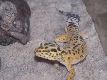 Female leopard gecko