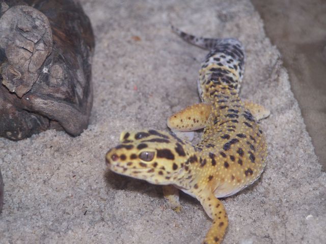 Female leopard gecko