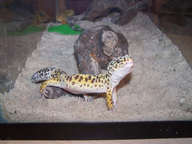Male leopard gecko