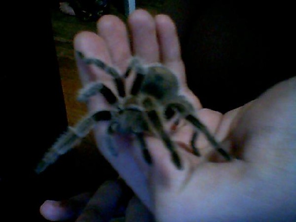 G.rosea