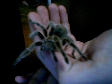 G.rosea
