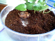 horned frog  cage