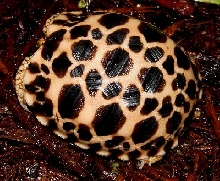 Platynota '05c