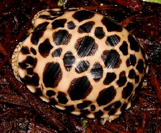 Platynota '05c