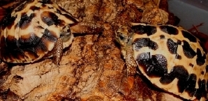 Brygooi Yearlings #2