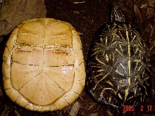 Albino/Normal