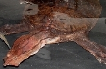 Cycloderma aubryi #1