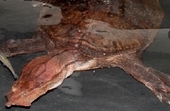 Cycloderma aubryi #1