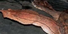 Cycloderma aubryi #2