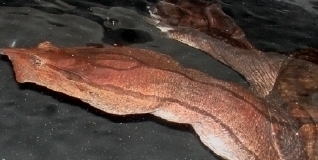 Cycloderma aubryi #2