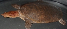 Cycloderma aubryi #3