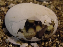 Platynota