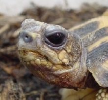 BrygooiFace
