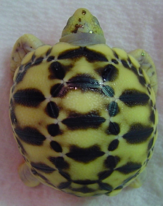 Platynota 06a