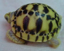 Platynota 06b